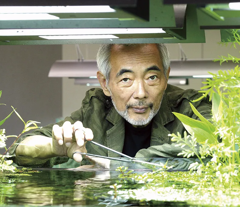Maestro japonés acomoda plantas acuáticas con precisión mientras da forma a un paisaje natural dentro del acuario