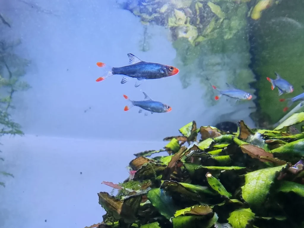 Los peces tropicales de un grupo nadan entre plantas verdes aportando movimiento dentro de un paisaje acuático.