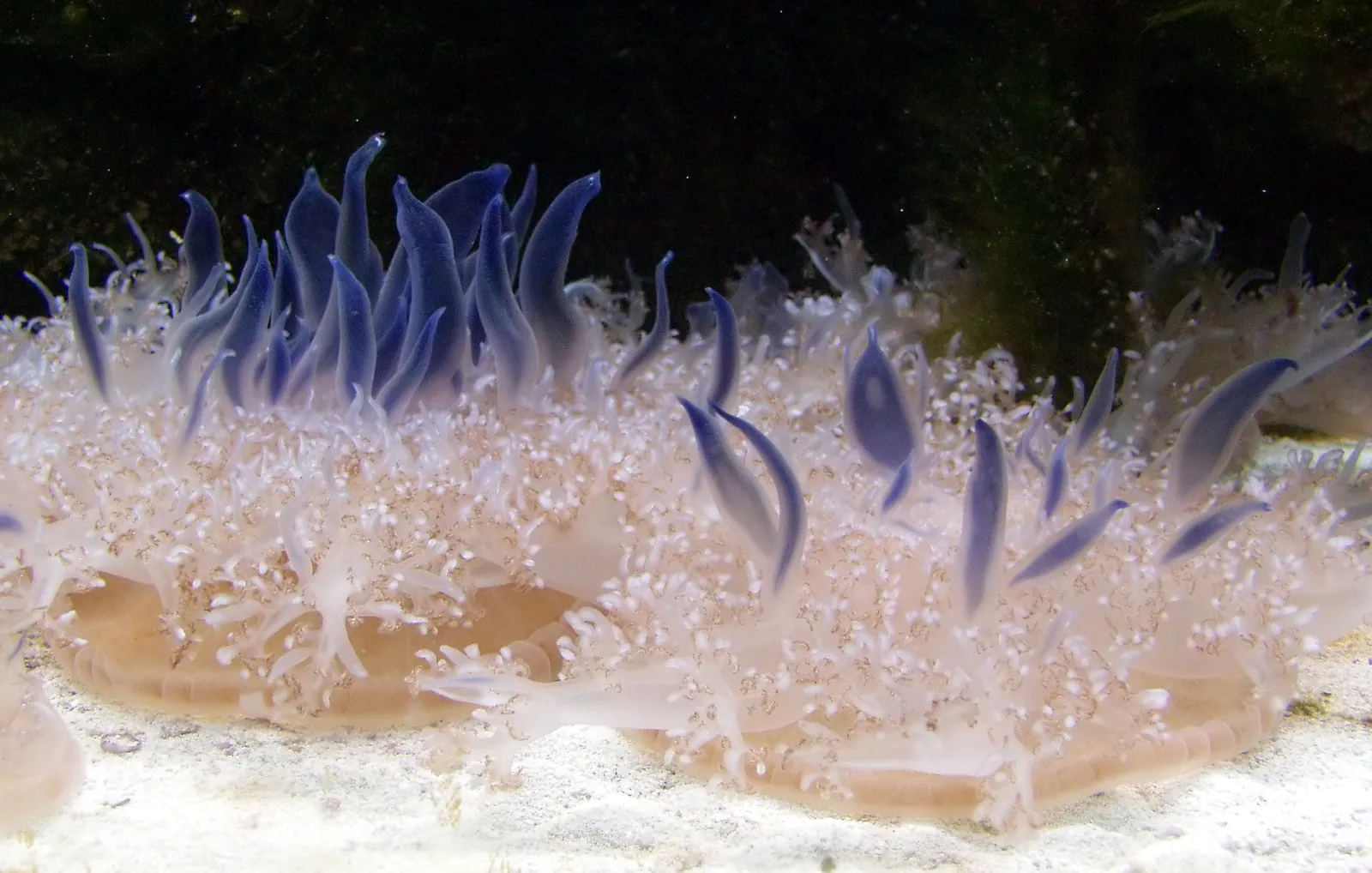 Medusas dentro de exhibición en forma de cachalote en Barcelona
