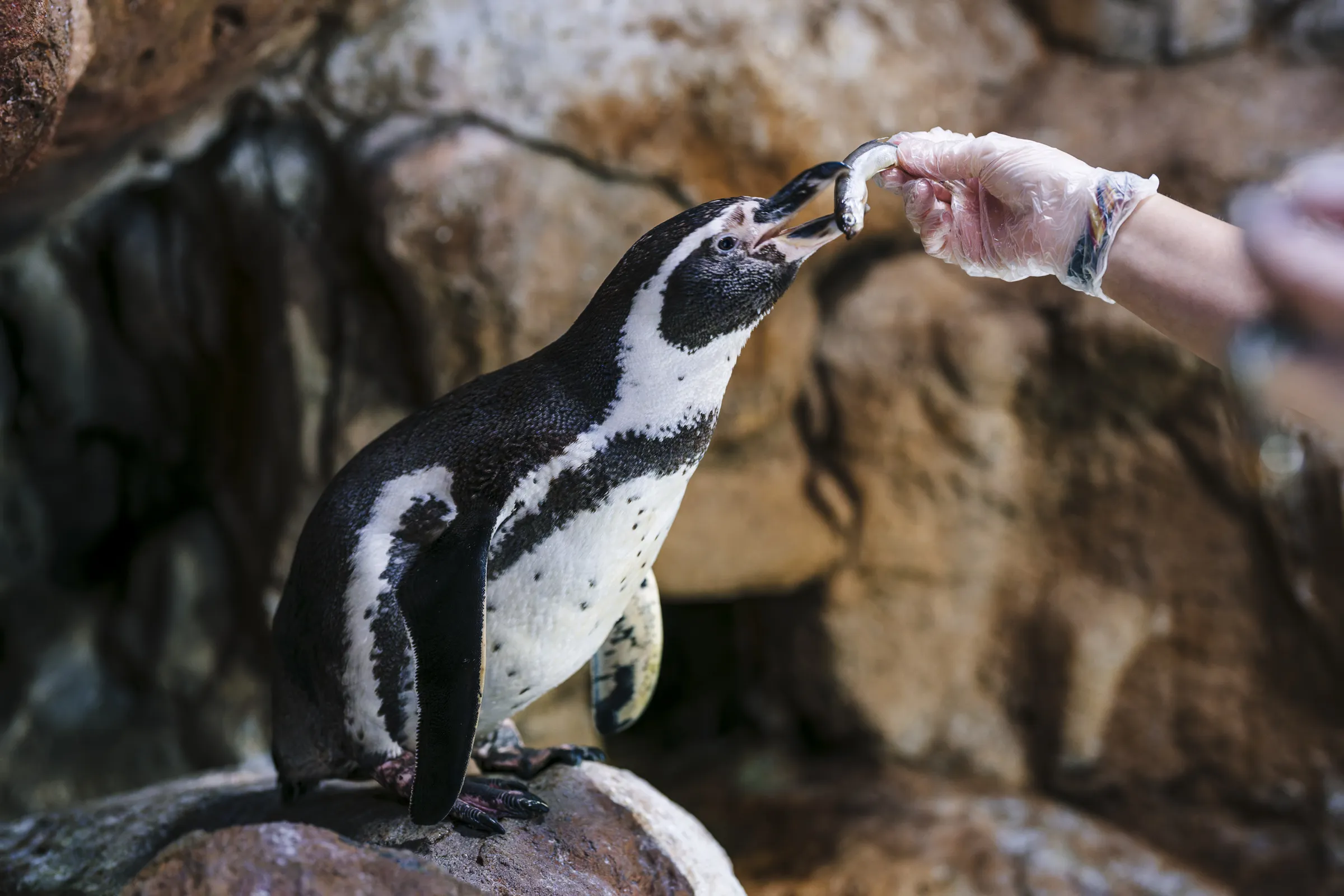 Pingüinos de Humboldt nadando en acuario en Barcelona