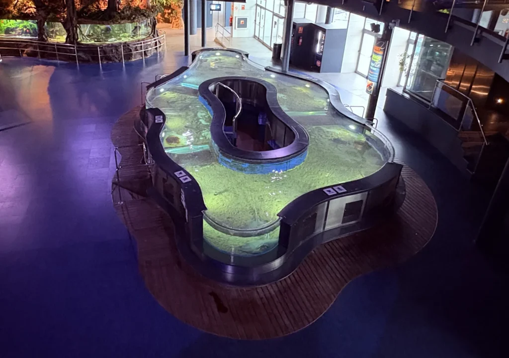 Rayas nadando en tanque abierto del acuario en Barcelona