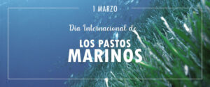 LOS BOSQUES SUBMARINOS DE POSIDONIA