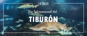 TAURONS, ELS IMPRESCINDIBLES AL MAR