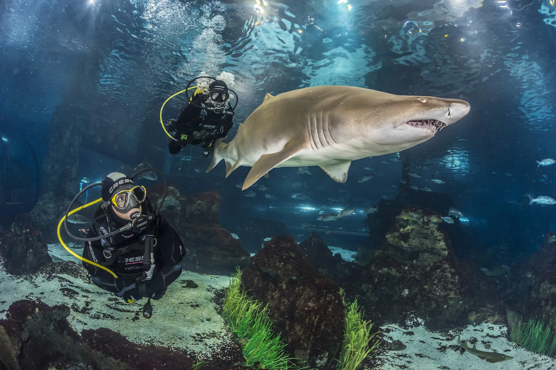 EXPERIENCIAS CON TIBURONES BUCEO CON TIBURONES