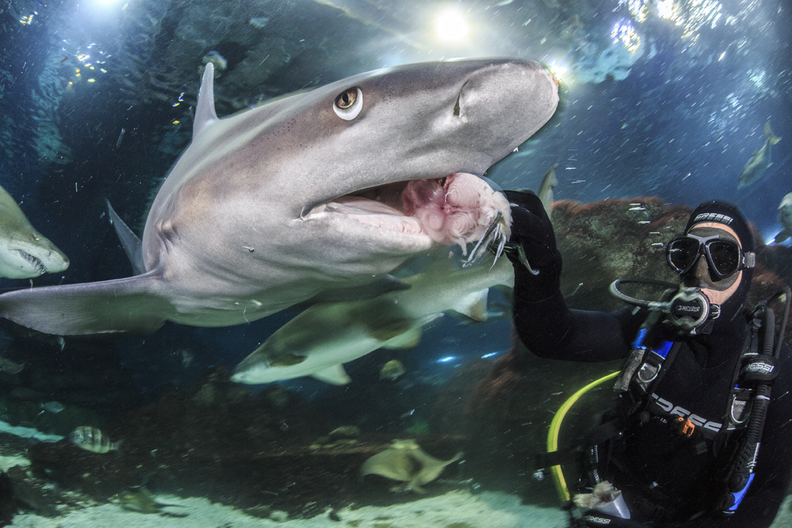 Alimentación de los tiburones