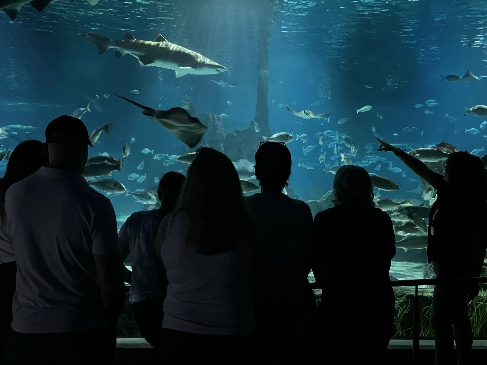 Visita Premium L'Aquarium de Barcelona