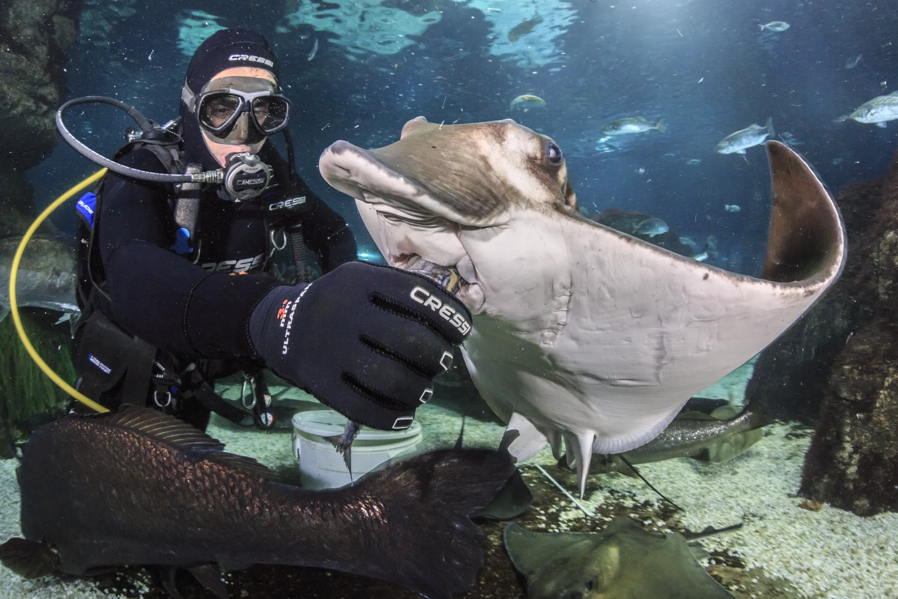 Rayas nadando en tanque abierto del acuario en Barcelona