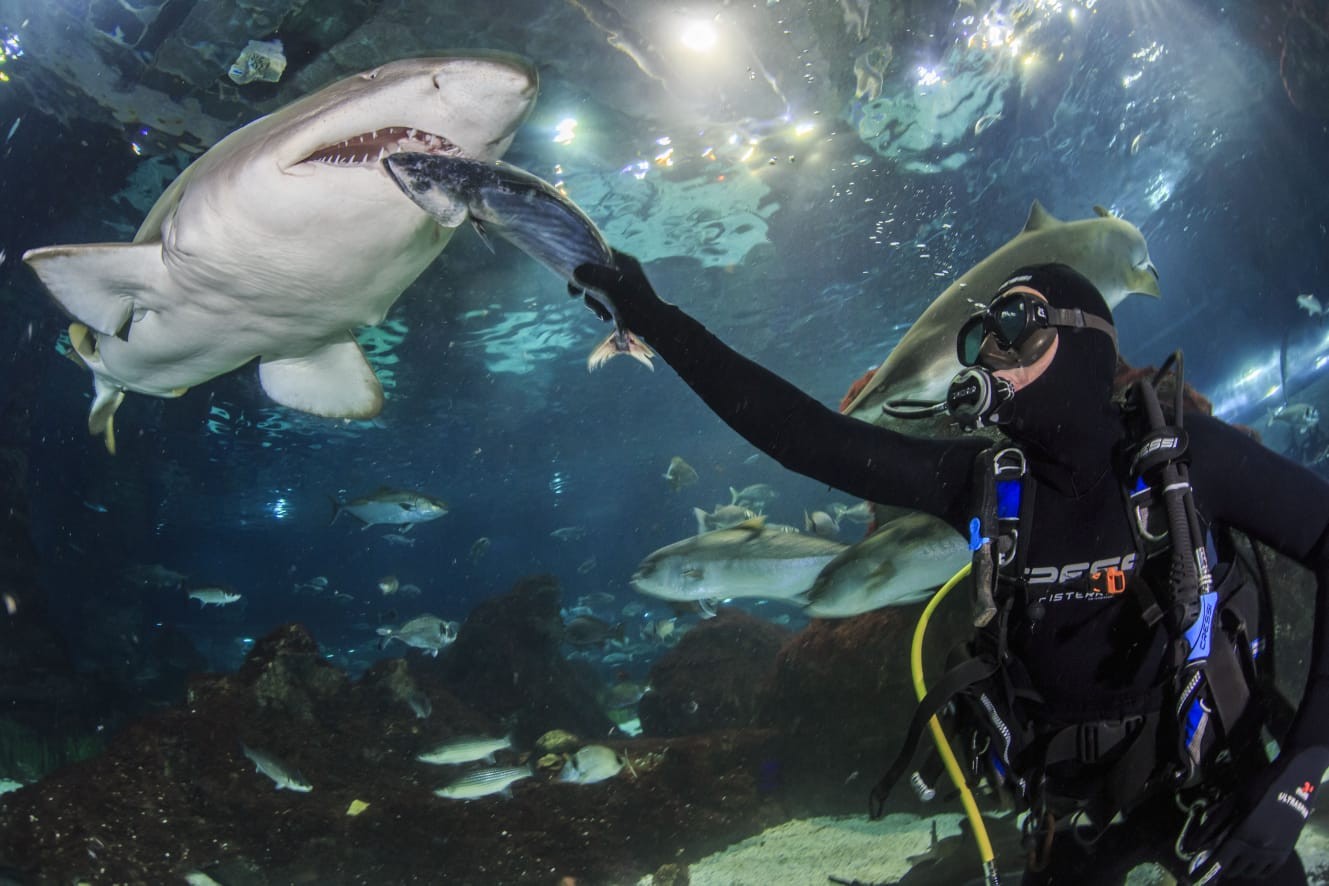 Rutinas de alimentación de tiburones en L’Aquàrium