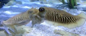 EL ACUARIO DE LAS TENTACIONES