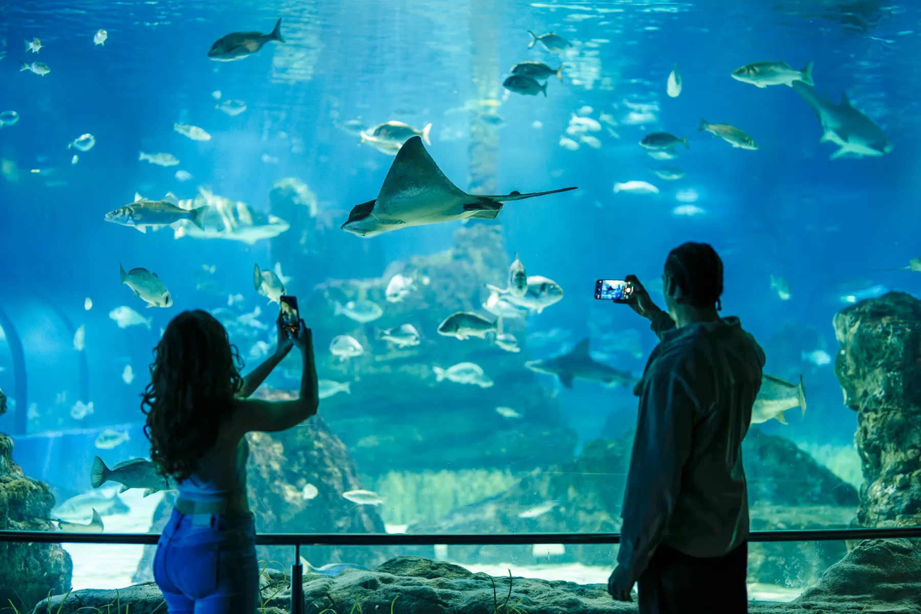 Visitantes fotografiando tiburones, rayas y peces mediterráneos en el Oceanario de Barcelona.
