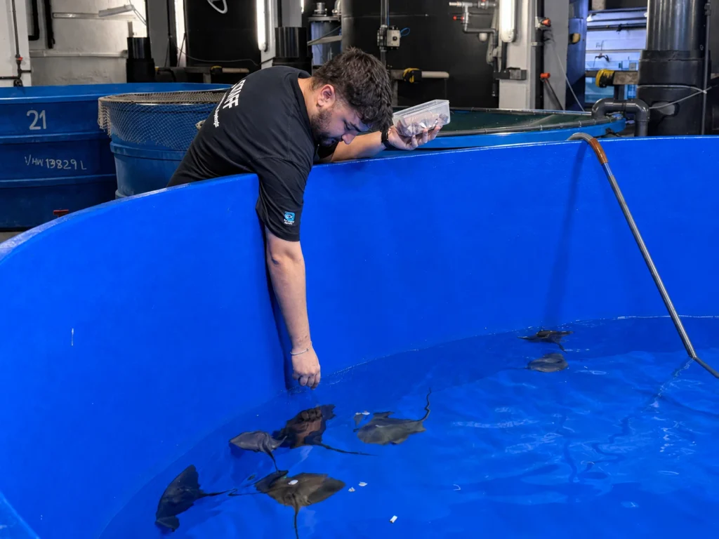 Acuarista de L'Aquàrium de Barcelona dando de comer a las pequeños rayas en un tanque de la sala de cuarentena.