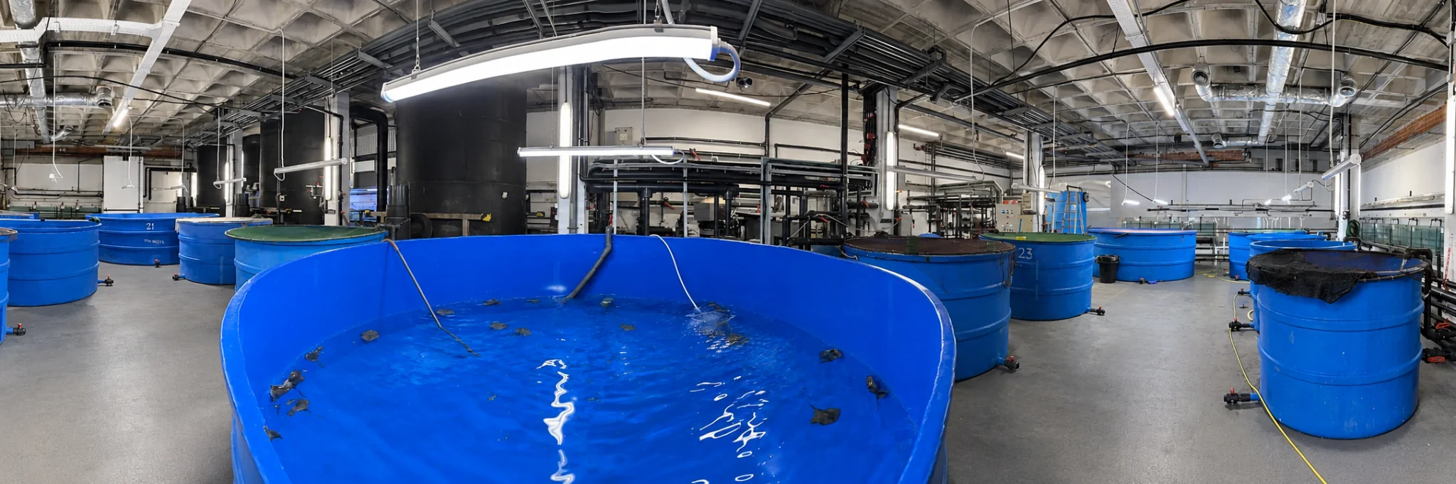 Imite panorámica de la nueva sala de cuarentena y sus tanques con varias especies que están en tratamiento. 